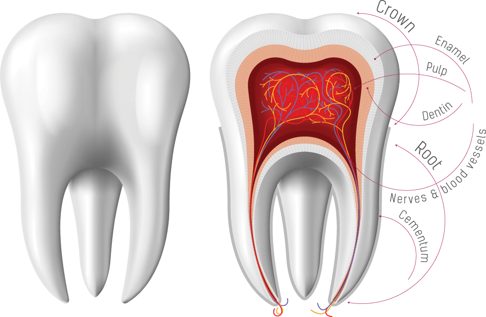 مرکز عصب کشی در سهروردی